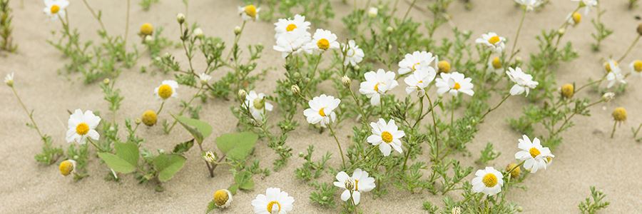 Blumen wachsen aus Wüstensand